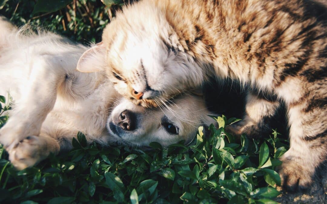 Mourning Our Furry Friends: Coping with the Loss of a Pet