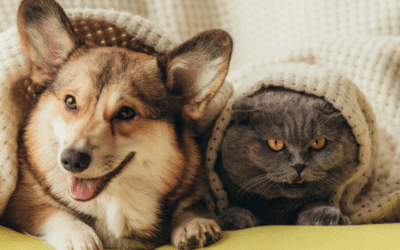 The Therapeutic Power of Pets: Enhancing Mental Health Through Companionship