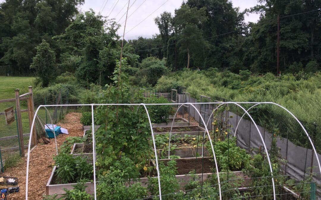 Our Lady of Fatima Garden Nourishes Bridgeport Community