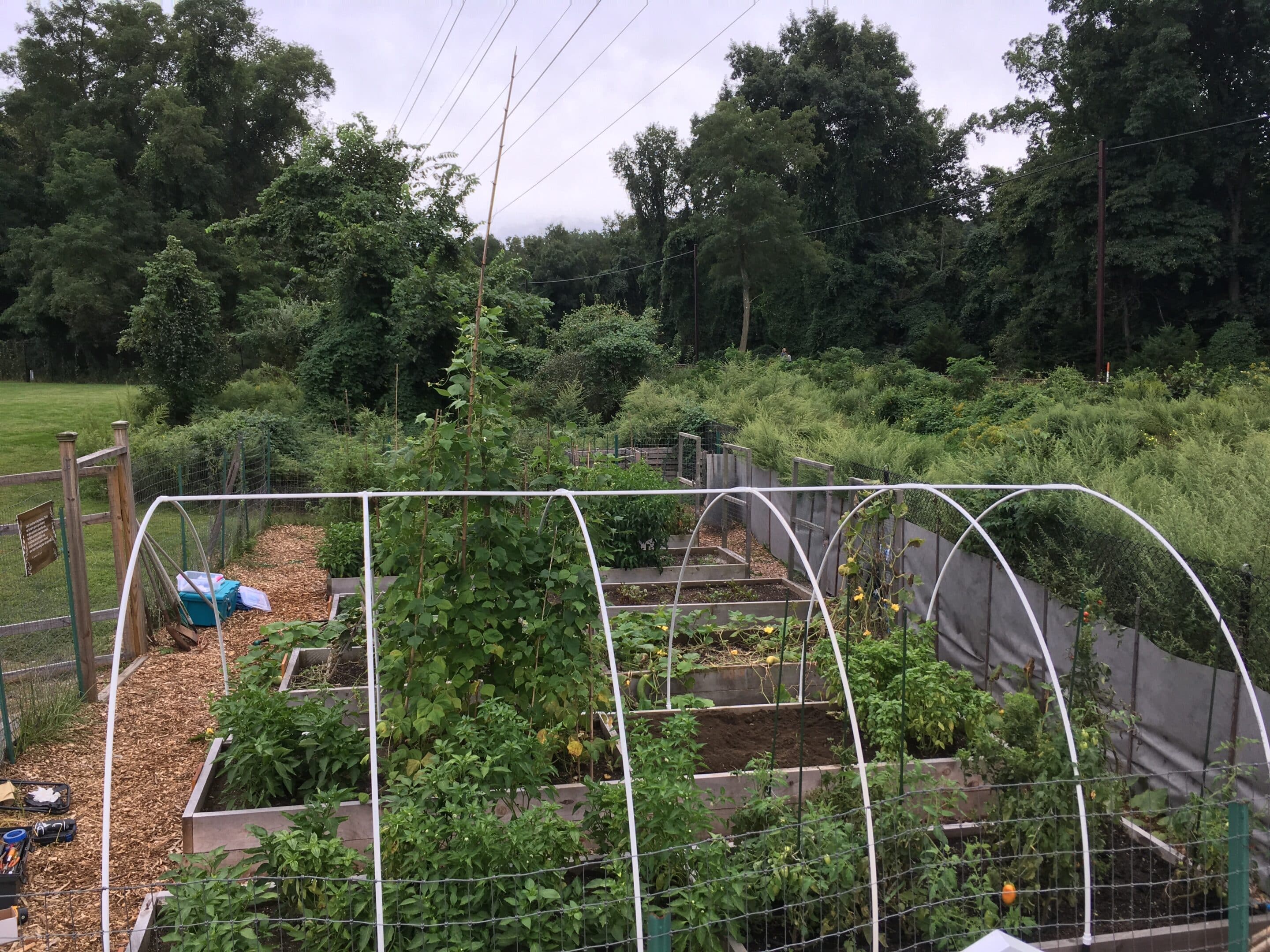 our lady of fatima growing for good garden beds